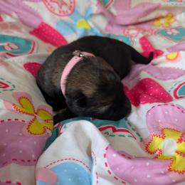 Light Pink - Sable female German Shepherd puppy in Motley, Minnesota from Von Thomson Haus