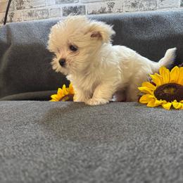 Rugar - White male Morkie puppy in Taylorsville, North Carolina from Mountain Top Hot Tailz