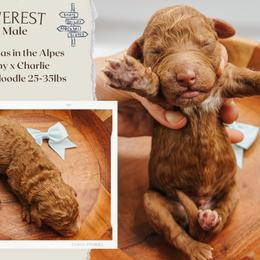 Everest - Red  male Goldendoodle puppy in Hilton, New York from The House of Goldendoodle