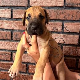 Thorn - Fawn male Great Dane puppy in Norton, Ohio from Guilty Pleasure Great Danes & Frenchies