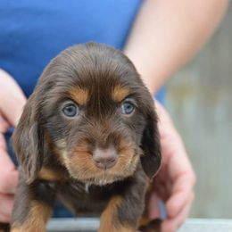 Field Spaniel Puppies from Blue Sky Field Spaniels