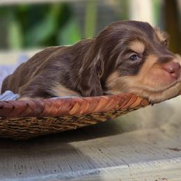 Pending - Chocolate and cream female Dachshund puppy in Minden, Louisiana from Ironwood Creek