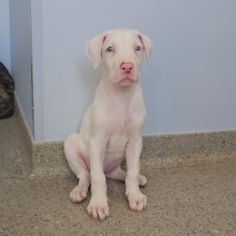 Rue - White female Great Dane puppy in Mayfield, New York from Sacandaga Danes