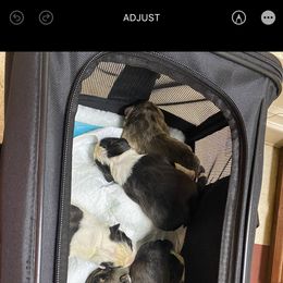 Bulldog Puppies from Sanford and Son Bulldogs