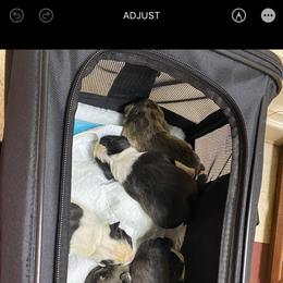 Bulldog Puppies from Sanford and Son Bulldogs