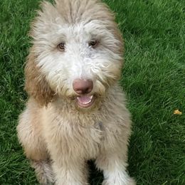 Lavy - Lav - Goldendoodle