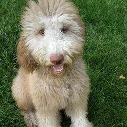 Lavy - Lav - Goldendoodle
