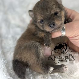 Girl 1 - Blue sable female Pomeranian puppy in Willis, Texas from Treasured Jewels Pomeranians