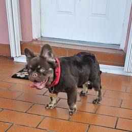 Cappuccino (Cappi) - Tricolors male French Bulldog puppy in Fisher Island, Florida from Stack Pack Frenchies