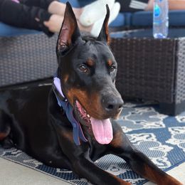 Roman - Doberman Pinscher