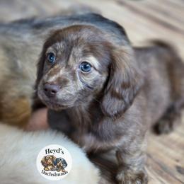Rumi - Brindle female Dachshund puppy in Hoquiam, Washington from Heyd's Mini Dachshunds