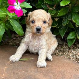Surfer - Red  male Poodle puppy in Wharton, Texas from In the Red Poodles