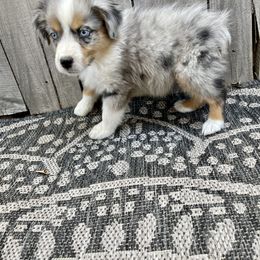 Miniature Australian Shepherd Puppies from Wild Outlaw Aussies
