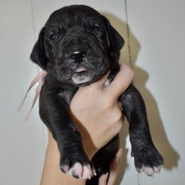 Four Roses - Black and white female Great Dane puppy in Chapmansboro, Tennessee from Balthrop Bend Farms
