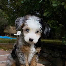 Azure - Merle male Bernedoodle puppy in Churchill County Fallon, Nevada from Card Family Ranch