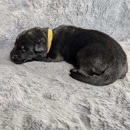 Neo - Black male German Shepherd puppy in Waterloo, New York from Von Nikolaos German Shepherds