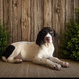 Callisto - White and liver male German Shorthaired Pointer puppy in Ulen, Minnesota from North Wind Gundogs