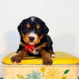 Rad - Tri-color male Bernedoodle puppy in West Haven, Utah from Split Mountain Doodles