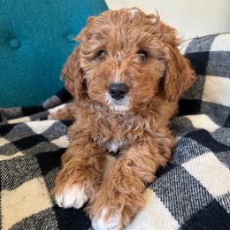 Nog - Red  female Goldendoodle puppy in Glendale, Arizona from Follow Your Bliss Doodles