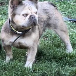 Mocha - French Bulldog