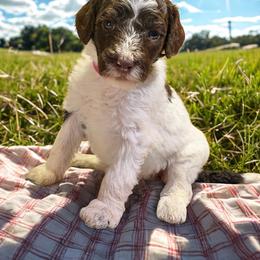 Button - Parti female Goldendoodle puppy in Ellenburg Center, New York from Kristin's Puppies