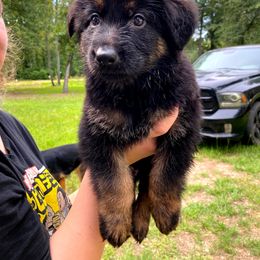 German Shepherd Puppies from Bell’s Shepherd Acres