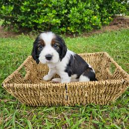 Hawk - Black white and tan male English Springer Spaniel puppy in Columbia, North Carolina from Columbia Spaniels