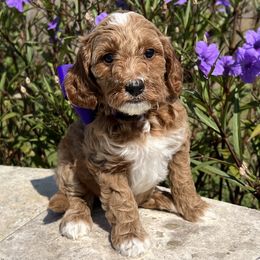Purple Girl - Red  female Goldendoodle puppy in The Woodlands, Texas from Gracie's Goldendoodles and Bernedoodles