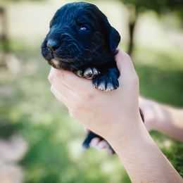 Goldendoodle Puppies from Peachy Doodles