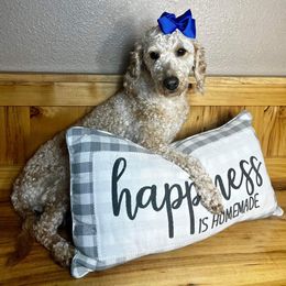 Gracie - Goldendoodle