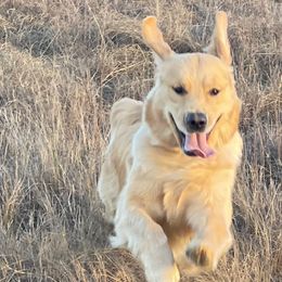Golden Retrievers from Aveline Goldens