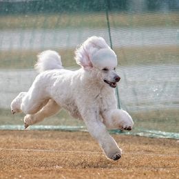 Paisley - Poodle
