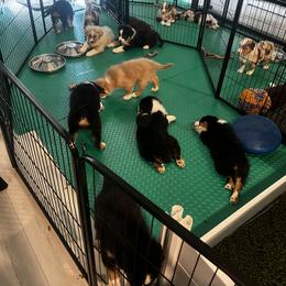 Australian Shepherd and Miniature American Shepherd Puppies from Alolan Angel Aussies
