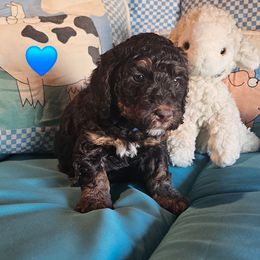 Mel - Phantom male Poodle puppy in Casa Grande, Arizona from Arizona's Once Upon A Boston and Poodle ❤️