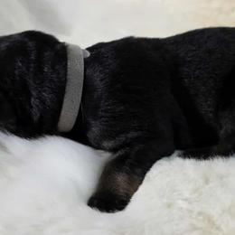 Gray female - Bi-color female German Shepherd puppy in Ann Arbor, Michigan from Von Der Havier German Shepherds