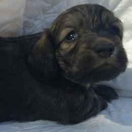 DBs Purcel Saraband (Sara) - Cream female Dachshund puppy in Summerfield, Florida from D & B Ranchette