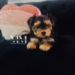 Double Doodle and Morkie Puppies from McCormack Morkies + Merle Doodles