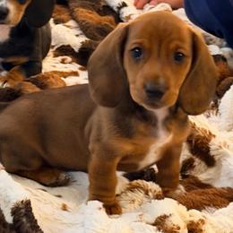 Tigger - Red male Dachshund puppy in Cumberland, Wisconsin from Homestead Doxies & Shepherds LLC