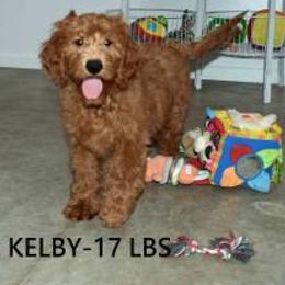 KELBY - Red  male Goldendoodle puppy in Jasper, Indiana from Hilltop Pups By Abby, LLC