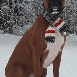 Boxers from MI Belles