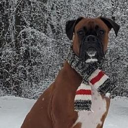 Boxers from MI Belles