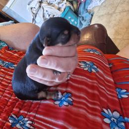 Issac - Black and tan male Yorkshire Terrier puppy in Jacksonville, Arkansas from Royal Yorkie Terrier