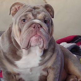 Bulldogs from Northern Neck Bulldogs