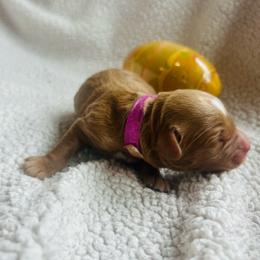 Purple collar - Apricot male Goldendoodle puppy in Denison, Iowa from Violet View Iowa Goldendoodles