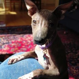 American Hairless Terriers and Poodles from Elcy’s American Hairless Terrier and Standard Poodles