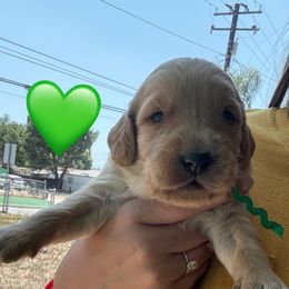 Mr. Green - Light golden male Golden Retriever puppy in Yucaipa, California from Golden Kennel Breeders