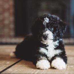 Cosmo - Phantom male Bernedoodle puppy in Caldwell, Idaho from Boise Doodle Co.