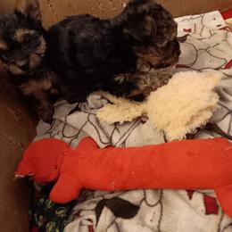 Link - Black and tan male Yorkshire Terrier puppy in Redford Township, Michigan from Childress Yorkies