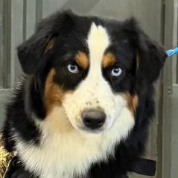 Sippy - Black tri female Toy Australian Shepherd puppy in Anson, Texas from Diamond Bar N Ranch
