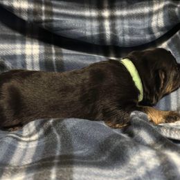 German Shepherd Puppies from Von Freimeier Kennels